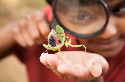Closeup of student examining a praying mantis